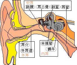 耳の解剖図
